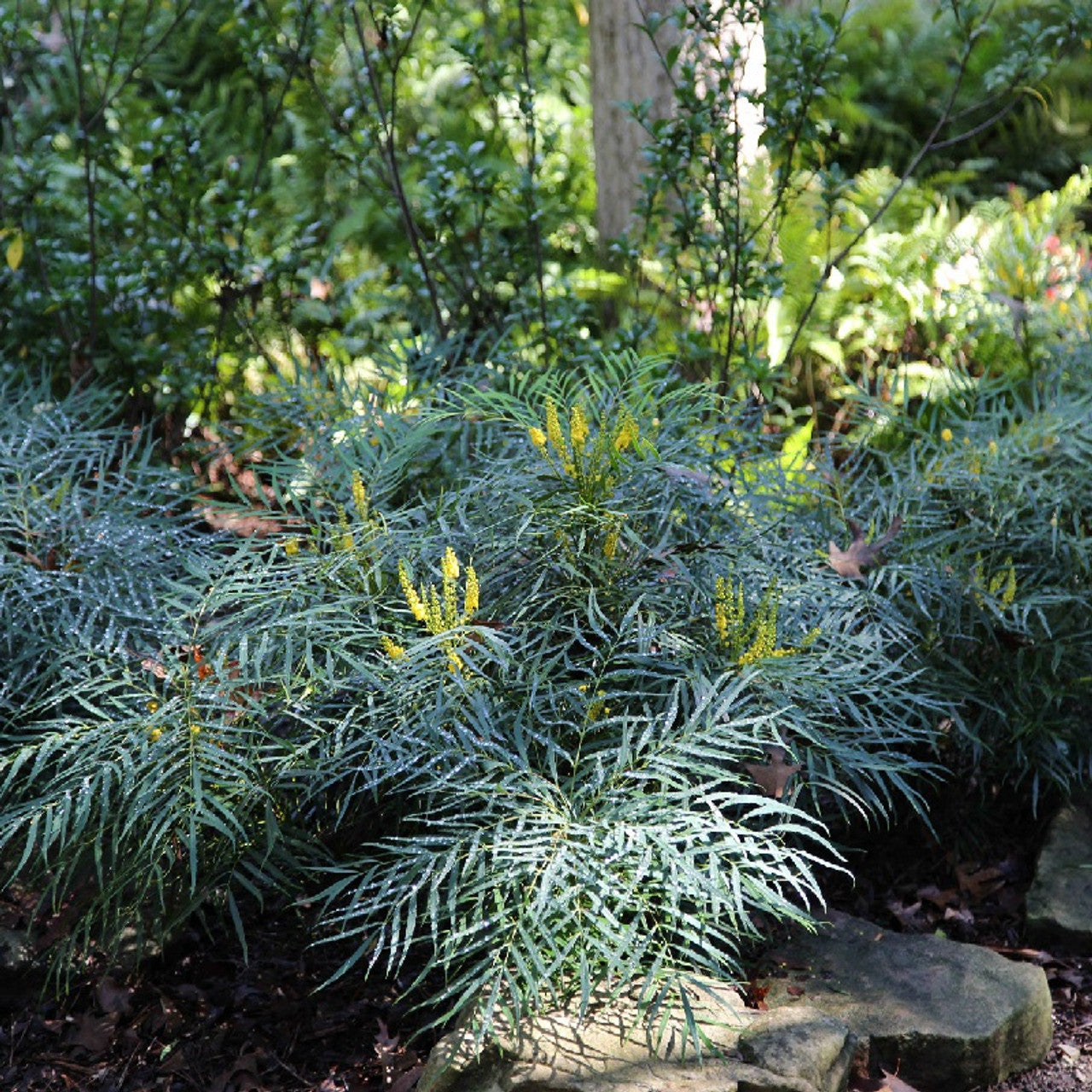 Soft Caress Mahonia