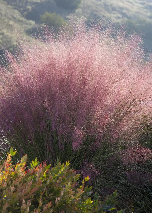 Pink Muhly