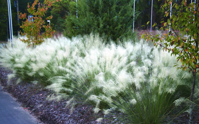 White Cloud Muhly Grass