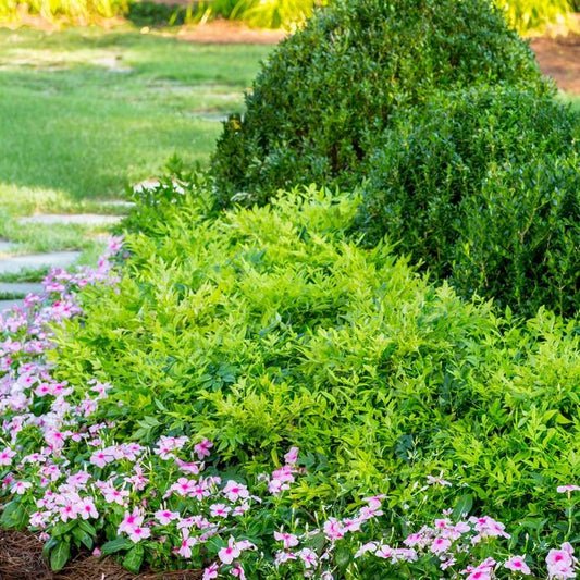 Lemon Lime Nandina