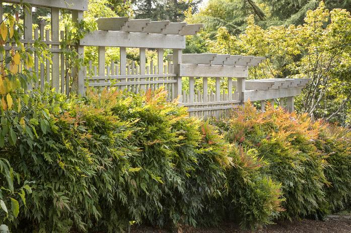 Gulf Stream Heavenly Bamboo