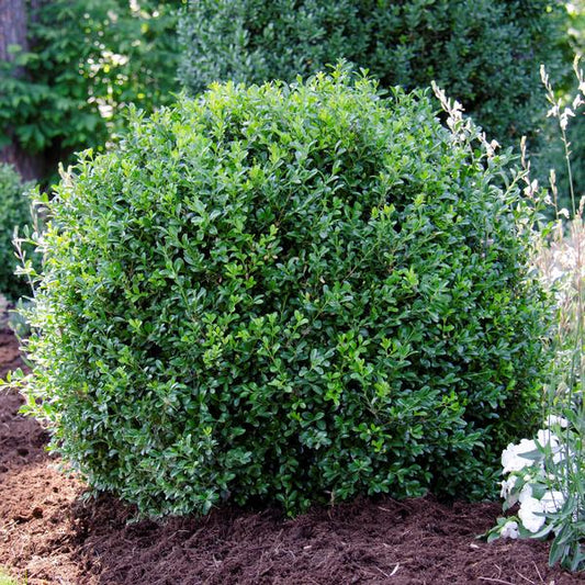 NewGen Independence Boxwood