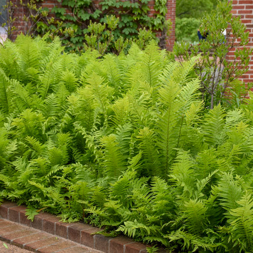 Ostrich Fern