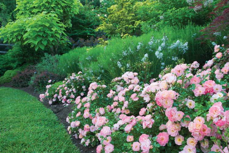 Peach Drift Roses