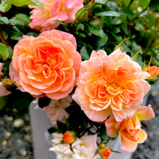 Peach Drift Roses