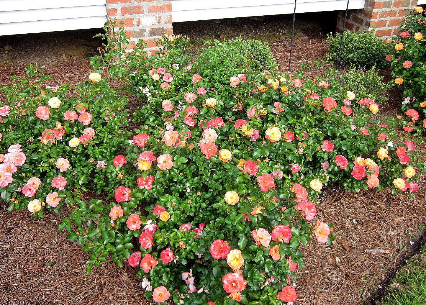 Peach Drift Roses