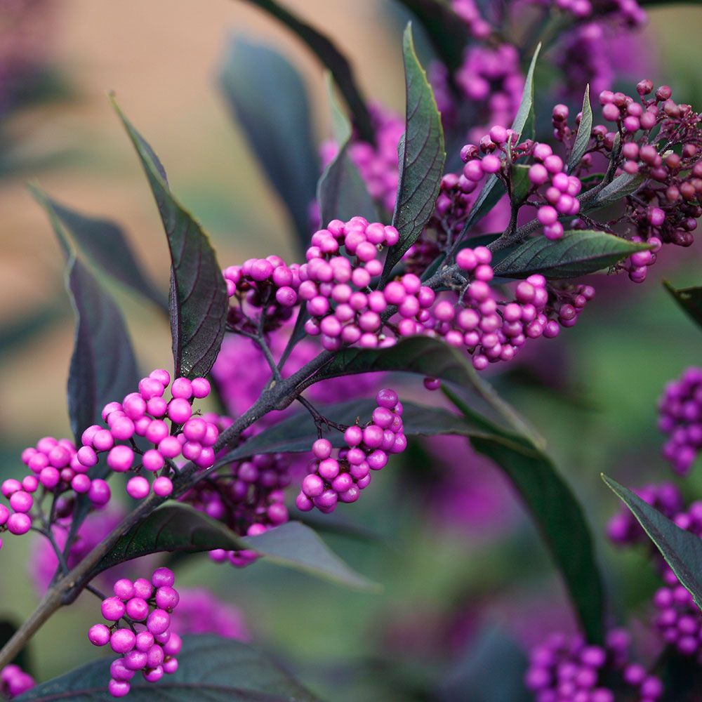 Pearl Glam Callicarpa