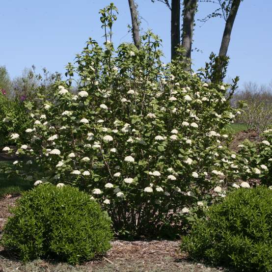 Pearl Glam Callicarpa