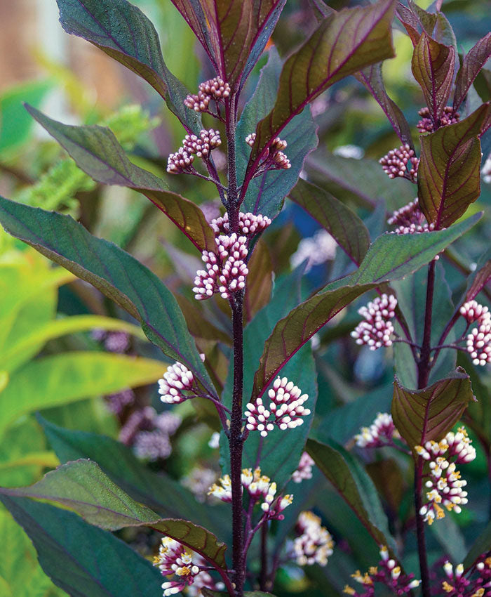 Pearl Glam Callicarpa