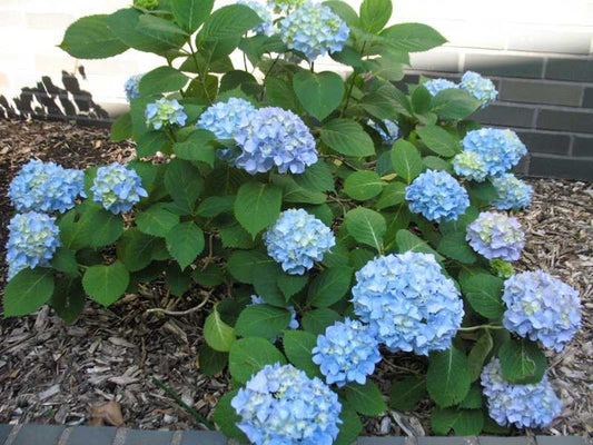 Penny Mac Hydrangea