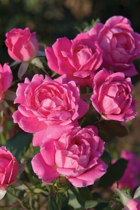 Pink Double Knock Out Roses