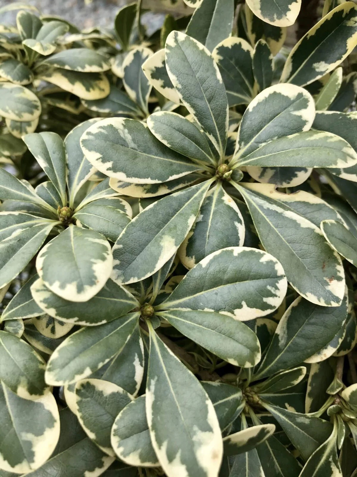 Mojo Pittosporum