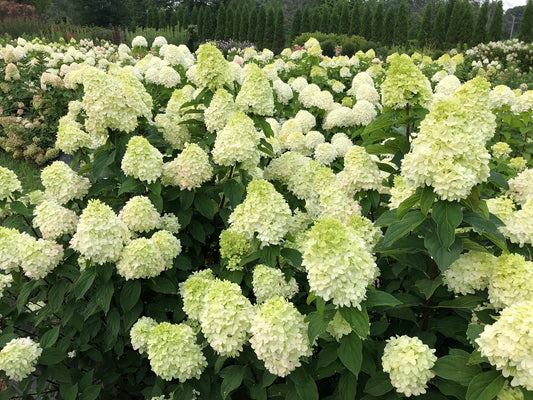 Limelight Prime Hydrangea