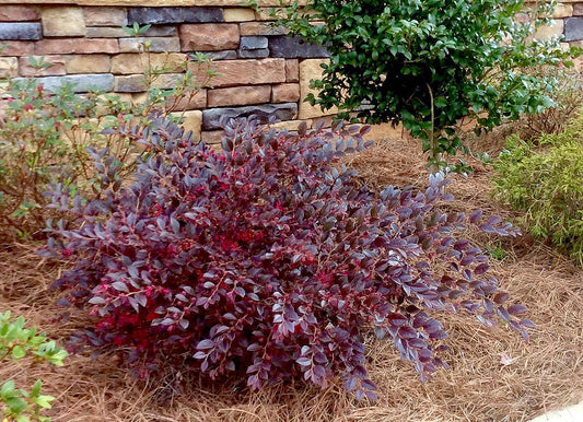 Purple Daydream Loropetalum