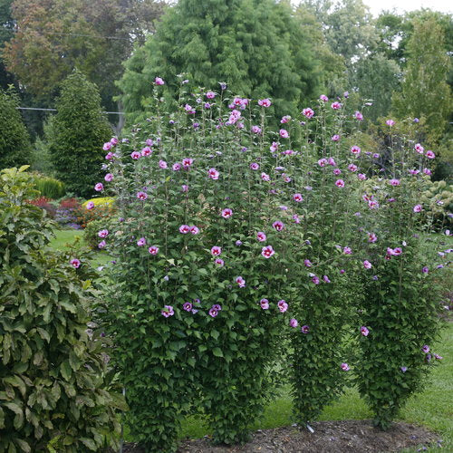 Purple Pillar Hibiscus