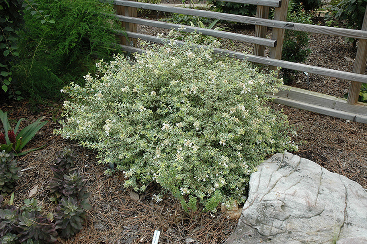 Radiance Abelia