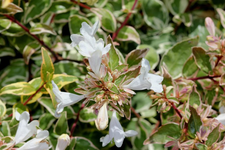 Radiance Abelia