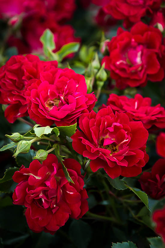 Red Drift Roses