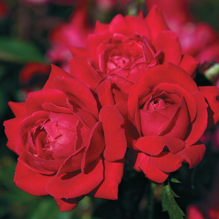 Red Double Knock Out Roses