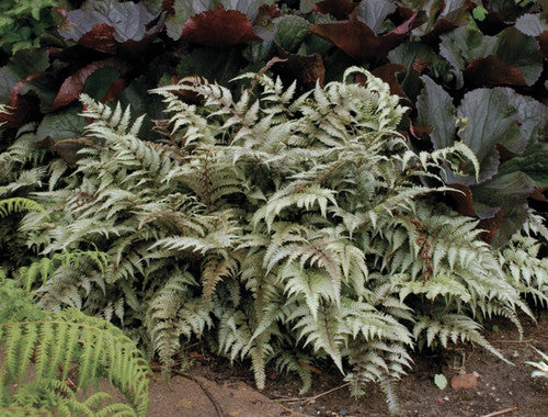 Regal Red Japanese Painted Fern