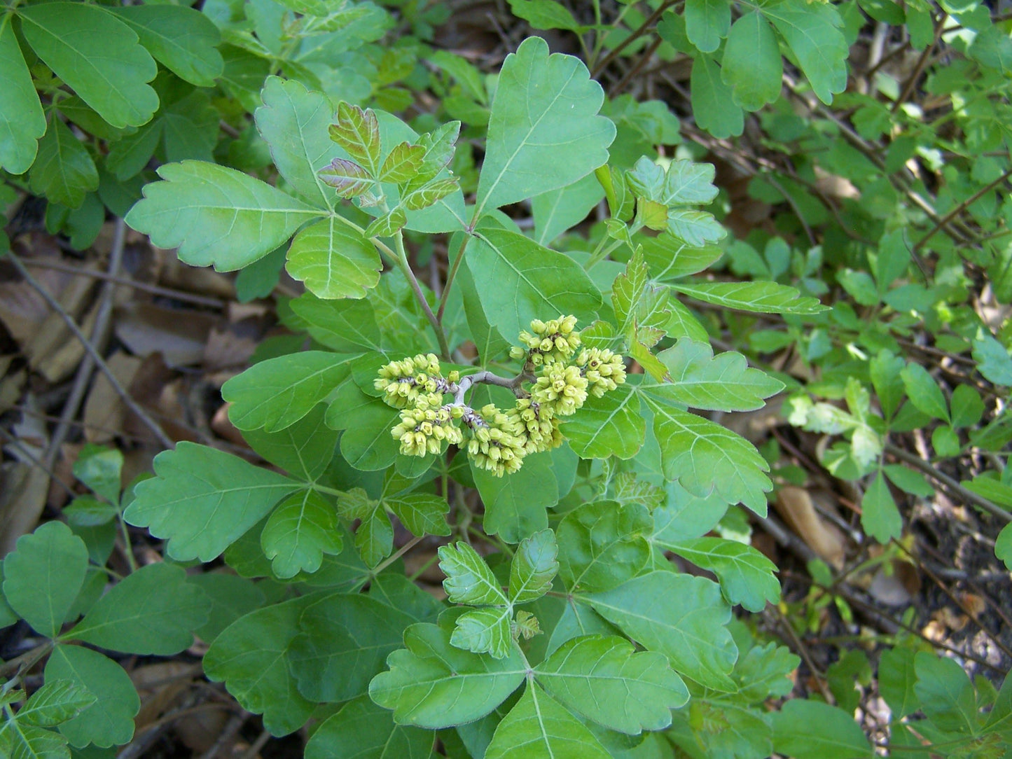 Gro-Low Fragrant Sumac