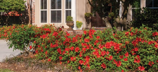 Autumn Rouge Encore Azalea