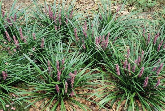 Royal Purple Liriope