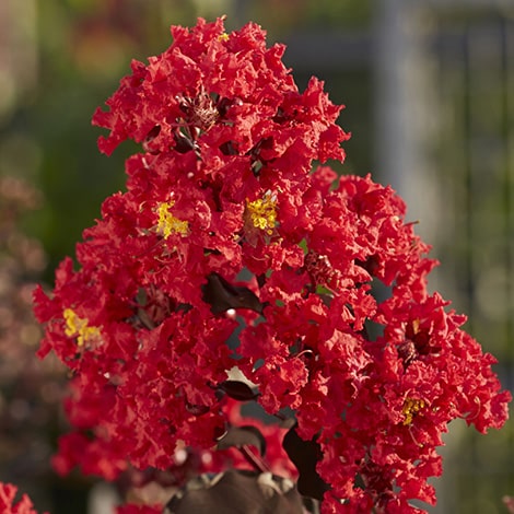 First Editions Ruffled Red Magic Crape Myrtle