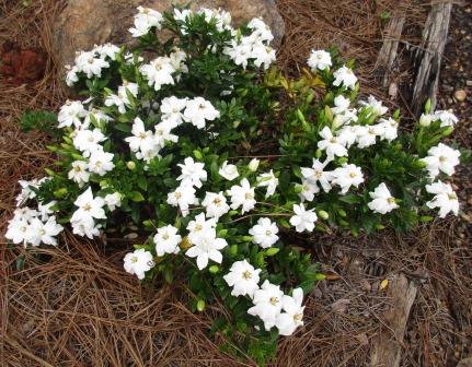 Snow Girl Gardenia