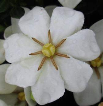 Snow Girl Gardenia