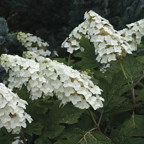 Snow Queen Oakleaf Hydrangea