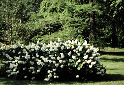 Snow Queen Oakleaf Hydrangea