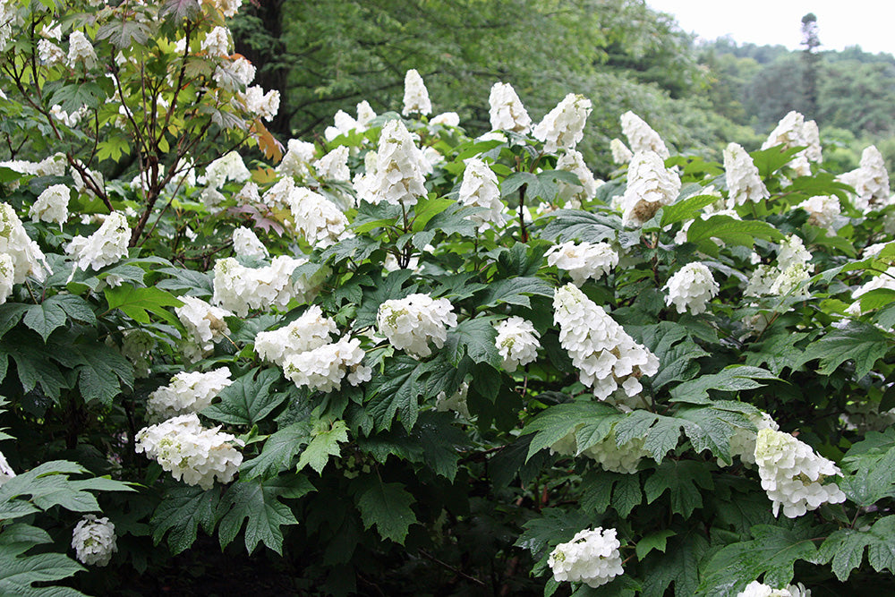 Snow Queen Oakleaf Hydrangea