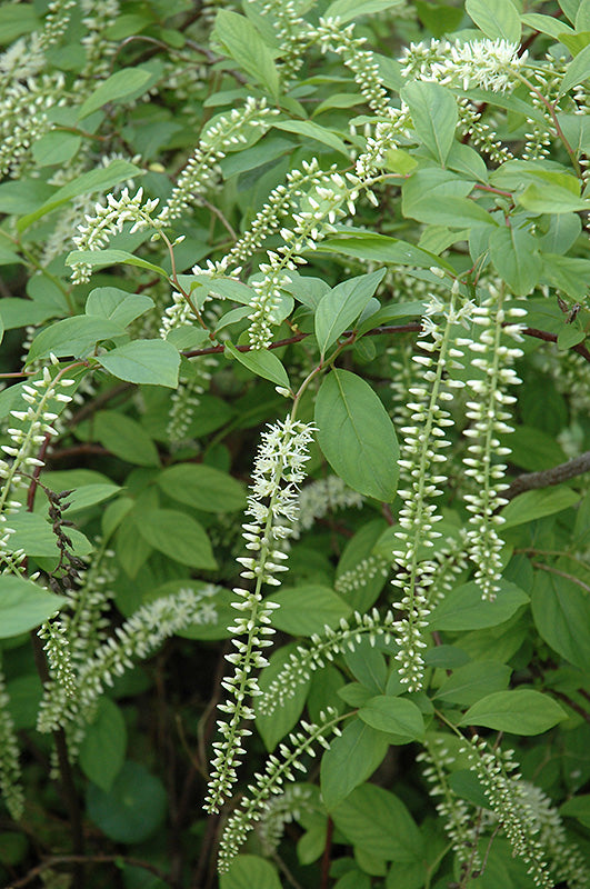 Henry's Garnet Virginia Sweetspire