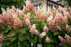 Strawberry Sundae Hydrangea