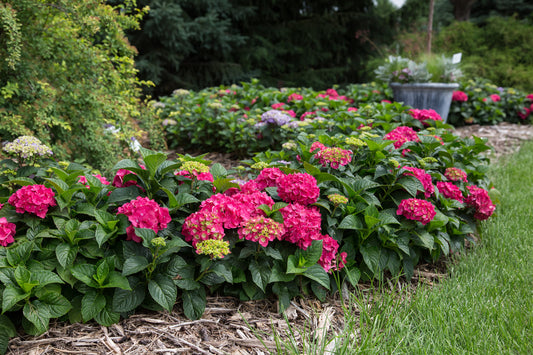 Summer Crush Hydrangea