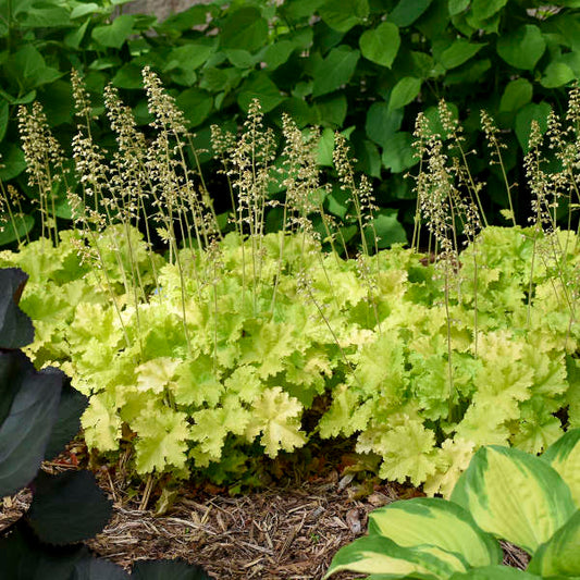 Twist of Lime Coral Bells