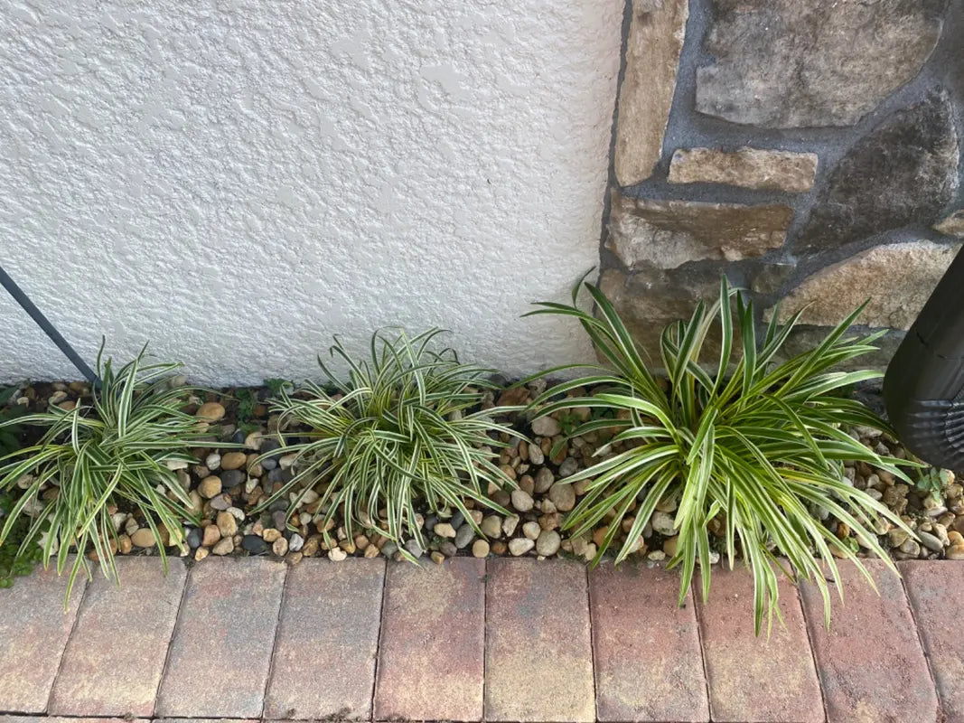 Variegated Liriope