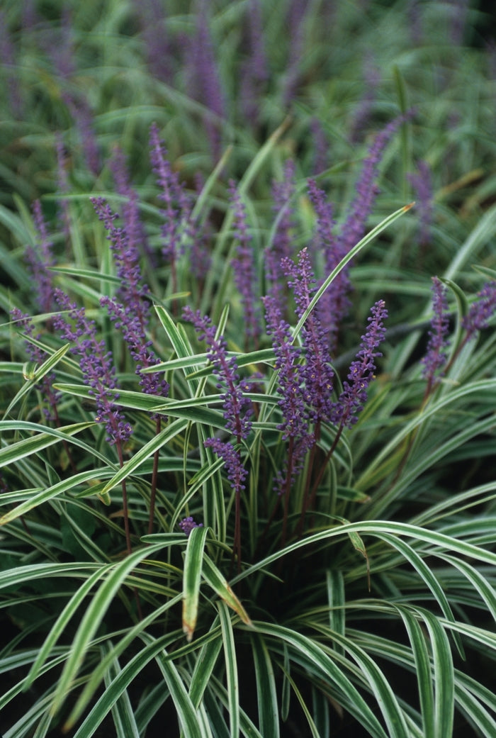 Variegated Liriope