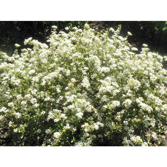 Raulston's Hardy Viburnum