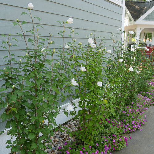 White Pillar Hibiscus