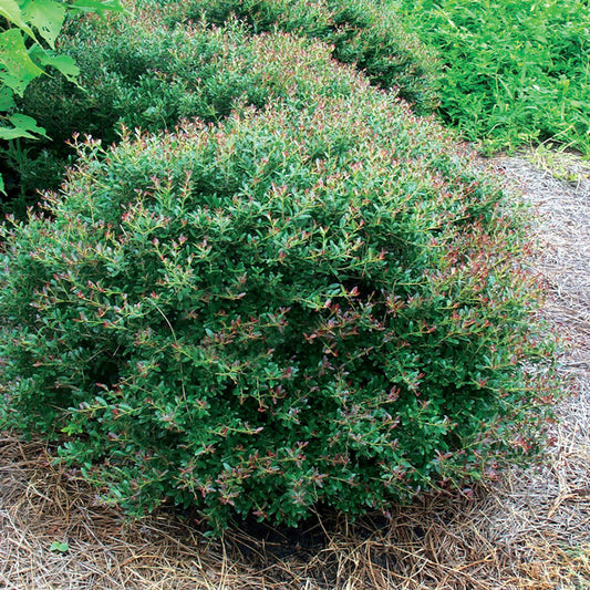 Dwarf Yaupon Holly