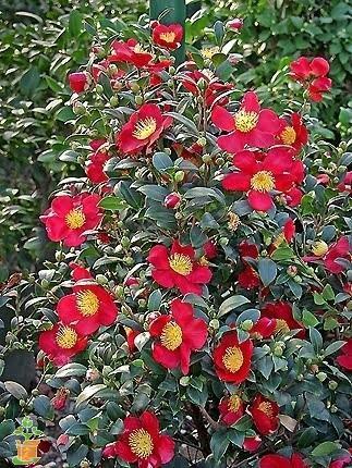 Yuletide Camellia